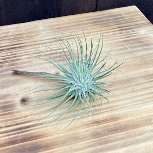 庭木苗・植木苗：斑入りマサキ*（キンマサキ）樹高40cm 金正木 きん