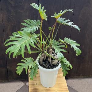 おしゃれ 観葉植物 ：フィロデンドロン クッカバラ*プラポット Philodendron kookaburra｜y-bonsai