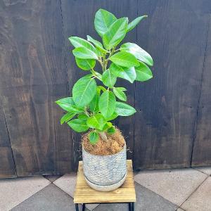 おしゃれ 観葉植物：ユッカ ロストラータ*8号 Yucca rostrata : 遊恵