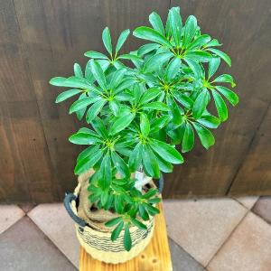 おしゃれ　観葉植物：シェフレラ コンパクタ*鉢カバー バスケット 麻布｜y-bonsai
