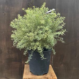 ベンジャミン レジナルド　送料無料 観葉植物：フィカス ベンジャミン レジナルド*プラポット : 遊恵盆栽