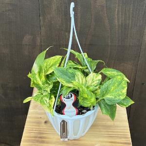 おしゃれ 観葉植物：ホヤ シェパーディ*吊り鉢 5号 : 遊恵盆栽 Yahoo