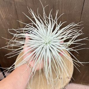おしゃれ 観葉植物 エアープランツ：チランジア キセログラフィカ