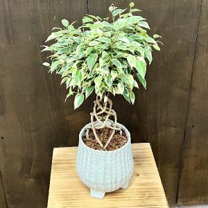 おしゃれ 観葉植物：フィカス ベンジャミン スターライト タワー仕立て