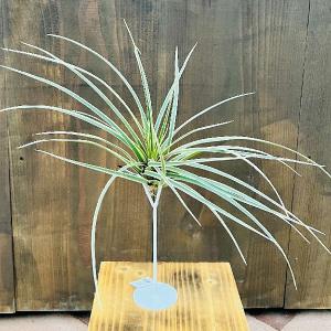 観葉植物：チランジア エアープランツ カーリースリム XXL 吊り鉢*エア