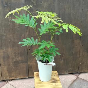 観葉植物 おしゃれ：モンキーツリー*ファイバー鉢 受皿付 現品