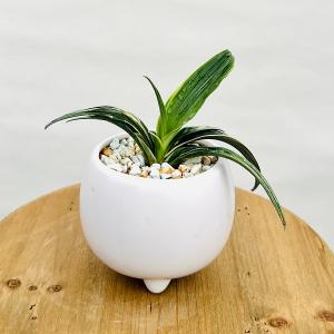 観葉植物 おしゃれ：オモト 万年青*4号 洋風モダン鉢 受皿付 再入荷