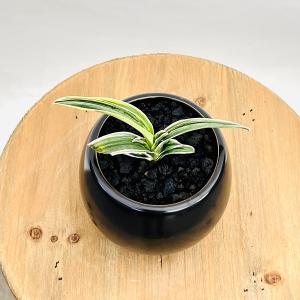 古典園芸植物:万年青 洋風モダン鉢*オモト お...の詳細画像3