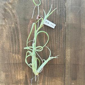 おしゃれ 観葉植物 エアープランツ：チランジア アラウジェイR
