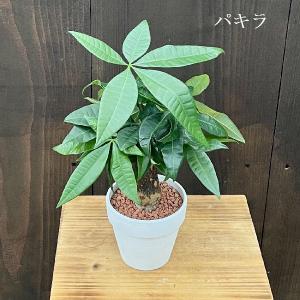 品種選べる： 観葉植物 テラコッタ鉢植え*パキラ ドラセナ ポリシャス クロトン サンデリアーナ ウ...