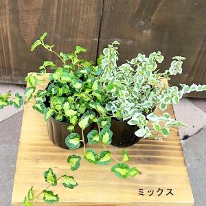 おしゃれ 観葉植物：トレベシア パルマータ*スノーフレークプラント