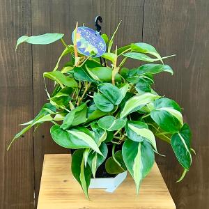 おしゃれ 観葉植物：オリーブの木 マンザニロ 8号*現品13 SOUJU 創樹