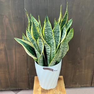 観葉植物：ドラセナ ゴールディアナ*ゴルディアーナ 5号 プラポット