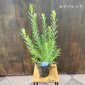 花苗 観葉植物：グレビレア レッドフックス*8号 オージープランツ