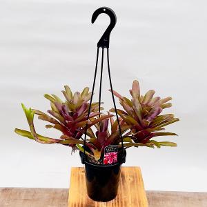 Ramat Planter #289 × アズテキウム ヒントニー Ramat Planter #289 × アズテキウム ヒントニー - メルカリ