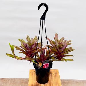 おしゃれ 観葉植物：ネオレゲリア リオオブリオ*5号 吊り鉢 着生植物 Neoregelia Rio of rio｜y-bonsai