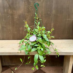 おしゃれ 観葉植物：ドラセナ コンシンネ 7号*レインボー トリカラー