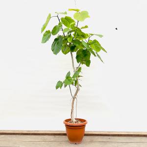 おしゃれ 観葉植物：フィカス ウンベラータ*茶まるプラポット 現品をお届け 大型佐川急便｜y-bonsai