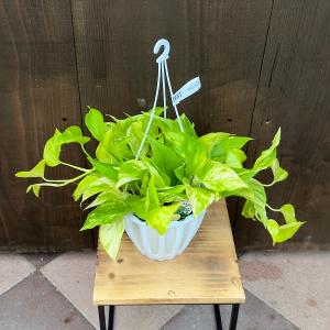 おしゃれ 観葉植物：ポトス テルノシャングリラ*5号 吊り鉢 : 遊恵盆栽