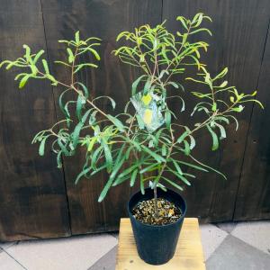 観葉植物 鉢花 苗：バンクシア エリシフォリア*5号 Banksia