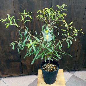 観葉植物 鉢花 苗：バンクシア オブロンギフォリア*5号　Banksia oblongifolia｜y-bonsai