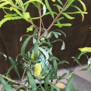 観葉植物 鉢花 苗:バンクシア オブロンギフォ...の詳細画像1