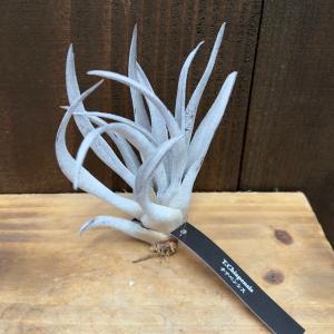 チャボトウジュロ(チャメロプス) ボルケーノ 観葉植物 7号/1個売り