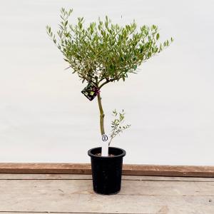 観葉植物：オリーブの木 ネバディロブロンコ 現品1番*7号SOUJU 創樹  そうじゅ NevadilloBlanco｜y-bonsai