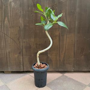 観葉植物 鉢花 苗：バンクシア ヌタンス*5号 Banksia nutans : 遊恵
