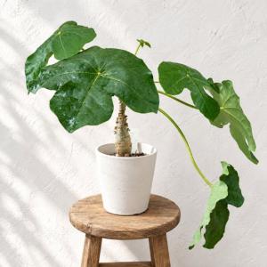 盆栽：無花果(いちじく)* 現品 一点物 イチジク Ichijiku bonsai Ficus