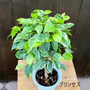 おしゃれ 観葉植物 選べる フィカス :ねじり...の詳細画像1