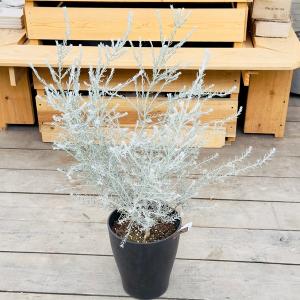 おしゃれ 観葉植物 キンモウコウ：ゴールデンモンキー タカワラビ