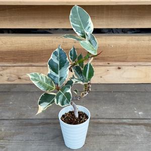 ☆ フィカス•バンビーノ•カシワバゴム 113cm♪ 曲がり♪ ☆ フィカス•バンビーノ•カシワバゴム 113cm♪ 曲がり♪ カシワバゴム