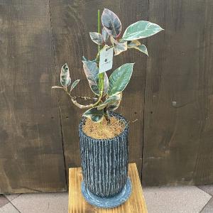 おしゃれ 観葉植物：フランスゴムの木 曲*角プラポット フィカスルビ