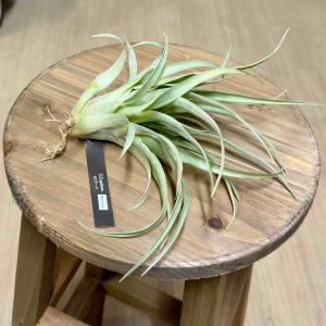 観葉植物）エアープランツ 人気の品種セット（1セット