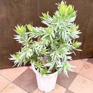おしゃれ 観葉植物：リューカデンドロン  シルバーアフリカーナ*尺鉢 大型ヤマト便｜y-bonsai