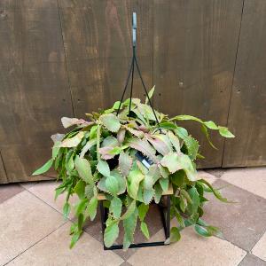 観葉植物 SOUJU（創樹）ブランド：オリーブの木*4号 セントキャサリン