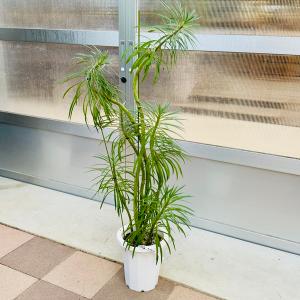 おしゃれ 観葉植物：モンキーツリー*現品3番　プラポット　大型ヤマト便｜y-bonsai