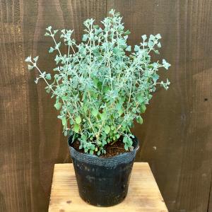 観葉植物：ドラセナ ゴールディアナ*ゴルディアーナ 5号 プラポット