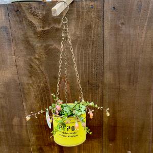 選べる鉢カバー 観葉植物：カランコエ フィフィ 鉢カバー*底穴あり 吊り｜y-bonsai