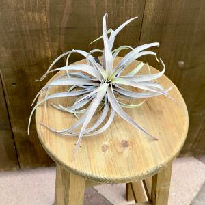 観葉植物：チランジア エアープランツ カーリースリム R*エアプランツ