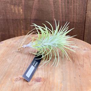 おしゃれ 観葉植物 エアープランツ：チランジア ベルゲリ