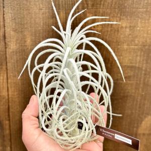 観葉植物：チランジア エアープランツ ドラティ 現品*ドゥラティ エア