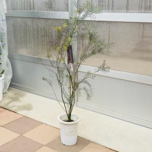 花苗　観葉植物：アカシア スノーウィ―リバー*7号 Acacia boormanii 大型ヤマト便｜y-bonsai