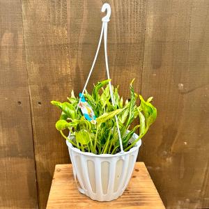観葉植物：ポトス テルノトラサン*5号 吊り鉢 希少品種 : 遊恵盆栽