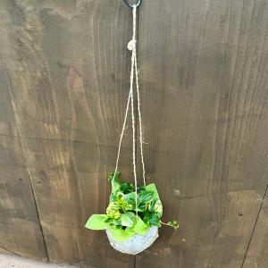 蘇鉄 盆栽 おしゃれ 観葉植物：ソテツ*蘇鉄 4号 プラポット : 遊恵盆栽 Yahoo!店