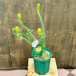 観葉植物 鉢花 苗：バンクシア ラリシナ*5号　Banksia laricina｜y-bonsai