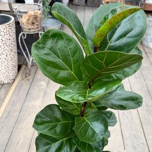 観葉植物 カシワバゴムの木:フィカス バンビー...の詳細画像1