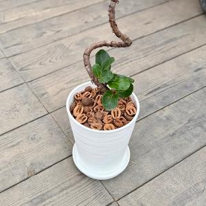 観葉植物 カシワバゴムの木:フィカス バンビー...の詳細画像2