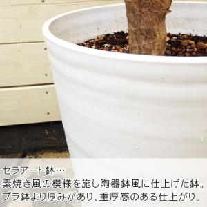 観葉植物 カシワバゴムの木:フィカス バンビー...の詳細画像3